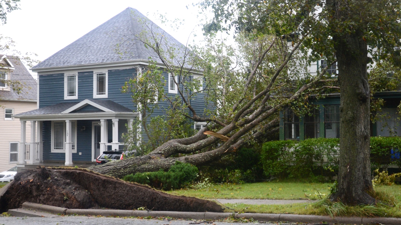 Un arbre déraciné par l'ouragan Fiona à Sydney en Nouvelle-Écosse.