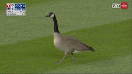 Busch chasse une oie du Wrigley Field